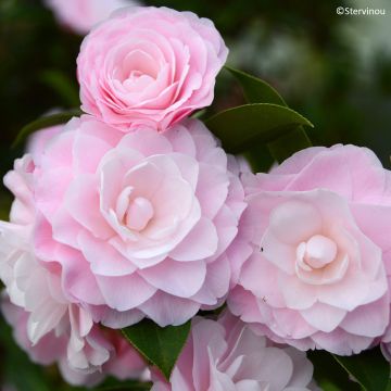 Camélia Mimosa Jury