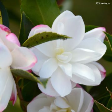 Camellia sasanqua Blush