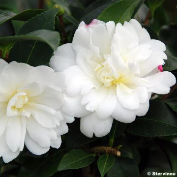 Camellia Fuji no Yuki
