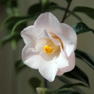 Camélia japonica Hagoromo