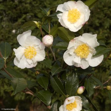 Camellia sasanqua Hinode