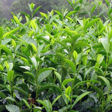Camellia sinensis