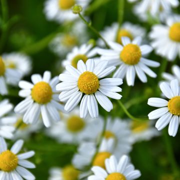 Matricaria chamomilla em sementes