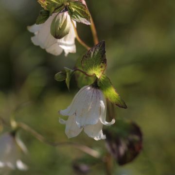Campanula Wedding Bells