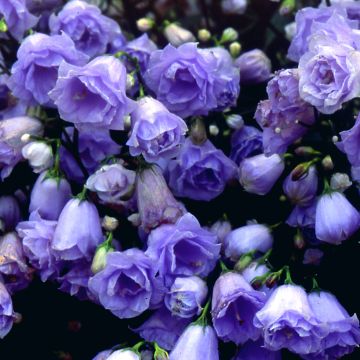 Campânula cochlearifolia Elizabeth Oliver