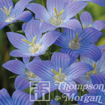 Sementes de Campânula ramosissima Meteora