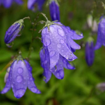 Campanula rotundifolia