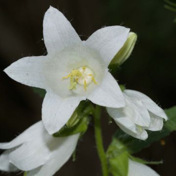 Campânula latifolia var. Macrantha alba