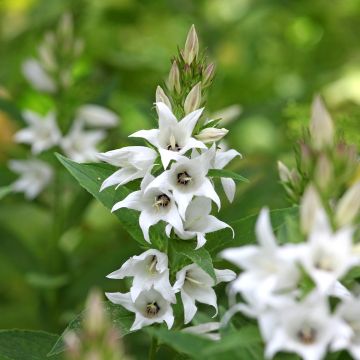 Campânula glomerata Genti White - Campânula