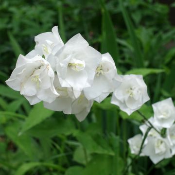 Campânula persicifolia La Bonne Amie - Campânula de folhas de pessegueiro