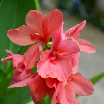 Canna indica Pink Beauty