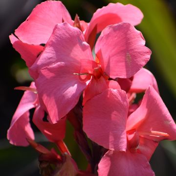 Canna indica Pink and Roses
