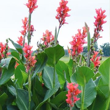 Canna Eden