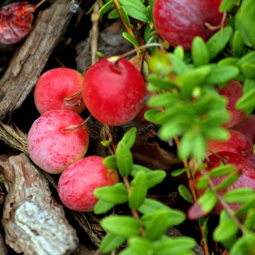 Arando-vermelho Early Black - Vaccinium macrocarpon
