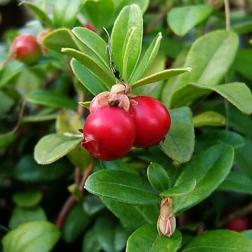 Arando-vermelho Pilgrim - Vaccinium macrocarpon