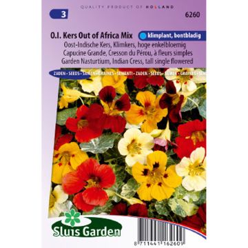 Capuchinha Out Of Africa em sementes