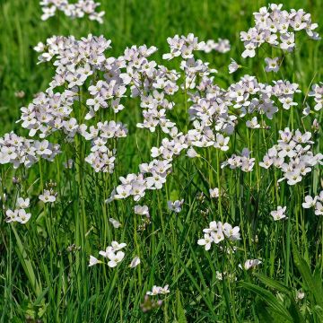 Cardamine pratensis