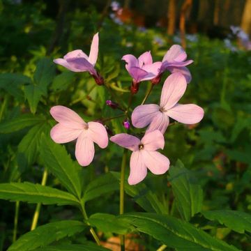 Cardamine quinquefolia