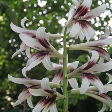 Cardiocrinum giganteum