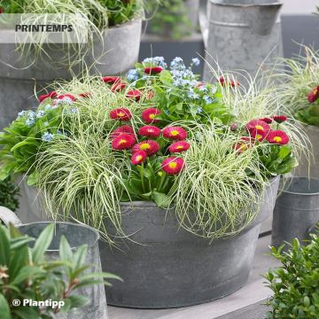 Carex oshimensis EverColor Everlite