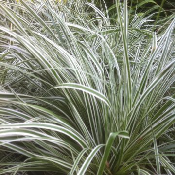 Carex oshimensis Everest®