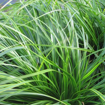 Carex oshimensis Everlime