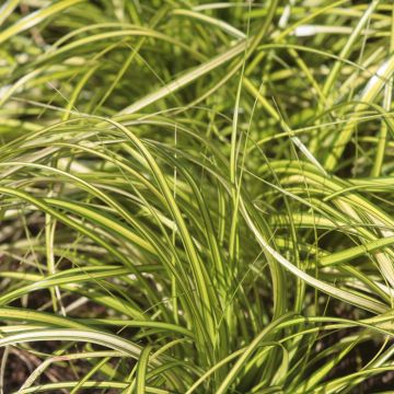 Carex oshimensis Eversheen