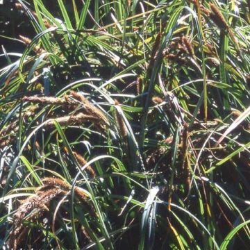Carex trifida