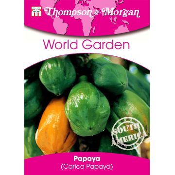 Carica papaya em sementes