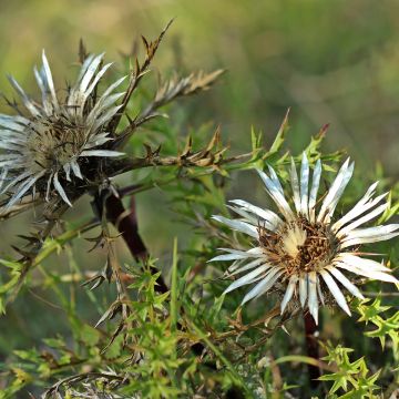 Carlina acaulis subsp. simplex Carlina acaulis subsp. simplex