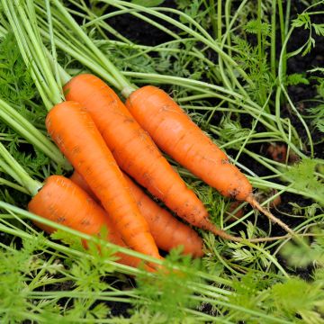 Cenoura Amsterdam Forcing 3