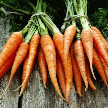 Cenoura Júpiter (variedade tipo Flakkée) - Sementes Revestidas