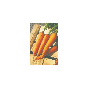 Cenoura comprida e Lisa de Meaux