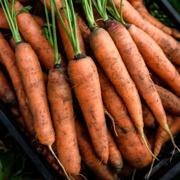 Cenoura Nanco F1 híbrido F1 Vilmorin