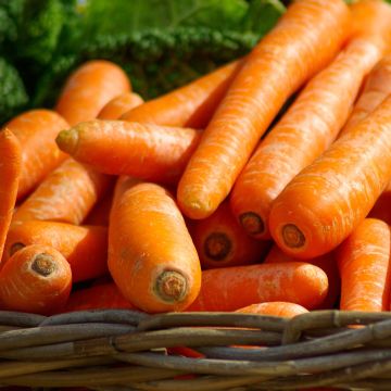 Cenoura Nantes 2 Bio