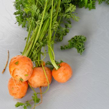 Cenoura Paris Market Atlas