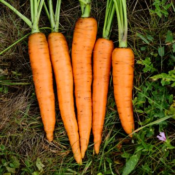 Sementes revestidas de Cenoura Presto F1 Vilmorin