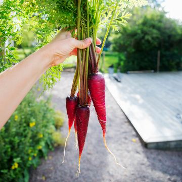 Cenoura Purple Dragon