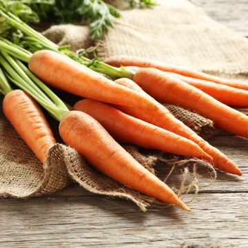 Cenoura Suprême Vilmorin