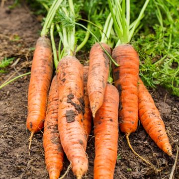 Cenoura Sweet Candle F1