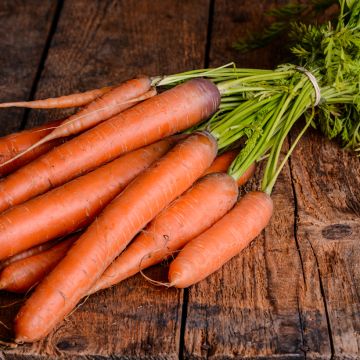 Cenoura Tendersnax F1