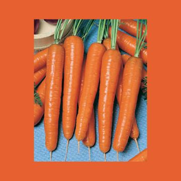 Cenoura Valor F1