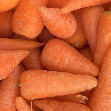 Cenoura Chantenay de coração vermelho Cored Bio