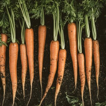 Cenoura Gigante de Tilques