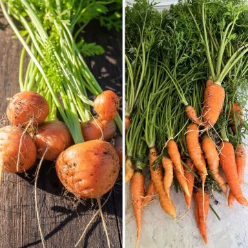 Cenoura Mista (Mercado de Paris 3 - Nantes 2) - Ferme de Sainte Marthe Bio