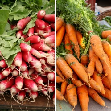Cenoura e rabanete em mistura (Cenoura Nantaise 2 - Rabanete de 18 dias) - Biológico - Ferme de Sainte Marthe