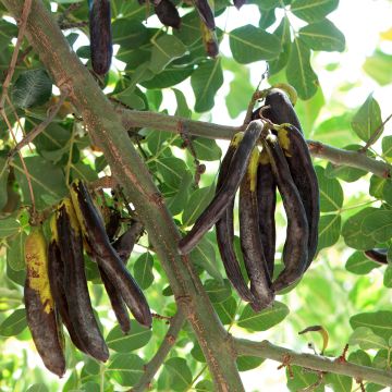 Alfarrobeira Turis - Ceratonia siliqua