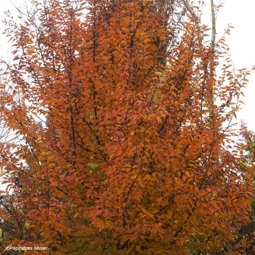 Carpinus betulus Orange Retz