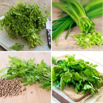 Cartela Fita de Aromáticas em Mistura (Cebolinho-comum - Salsa-comum 2 - Coentros - Cerefólio-comum) - Biológico - Ferme de Sainte Marthe Cartela Fita de Aromáticas em Mistura (Cebolinho-comum - Salsa-comum 2 - Coentros - Cerefólio-comum) - Biológico - Ferme de Sainte Marthe