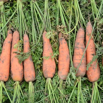 Fita de sementes de Cenoura Nantes 2 - Ferme de Sainte Marthe Bio